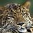 Gepard_53